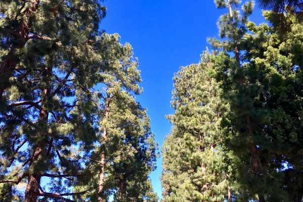 The beautiful pine tree lined streets of Coldwater Canyon Drive in ...